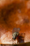 BB 05 0406 / Lactarius rufus / Rødbrun pepperriske